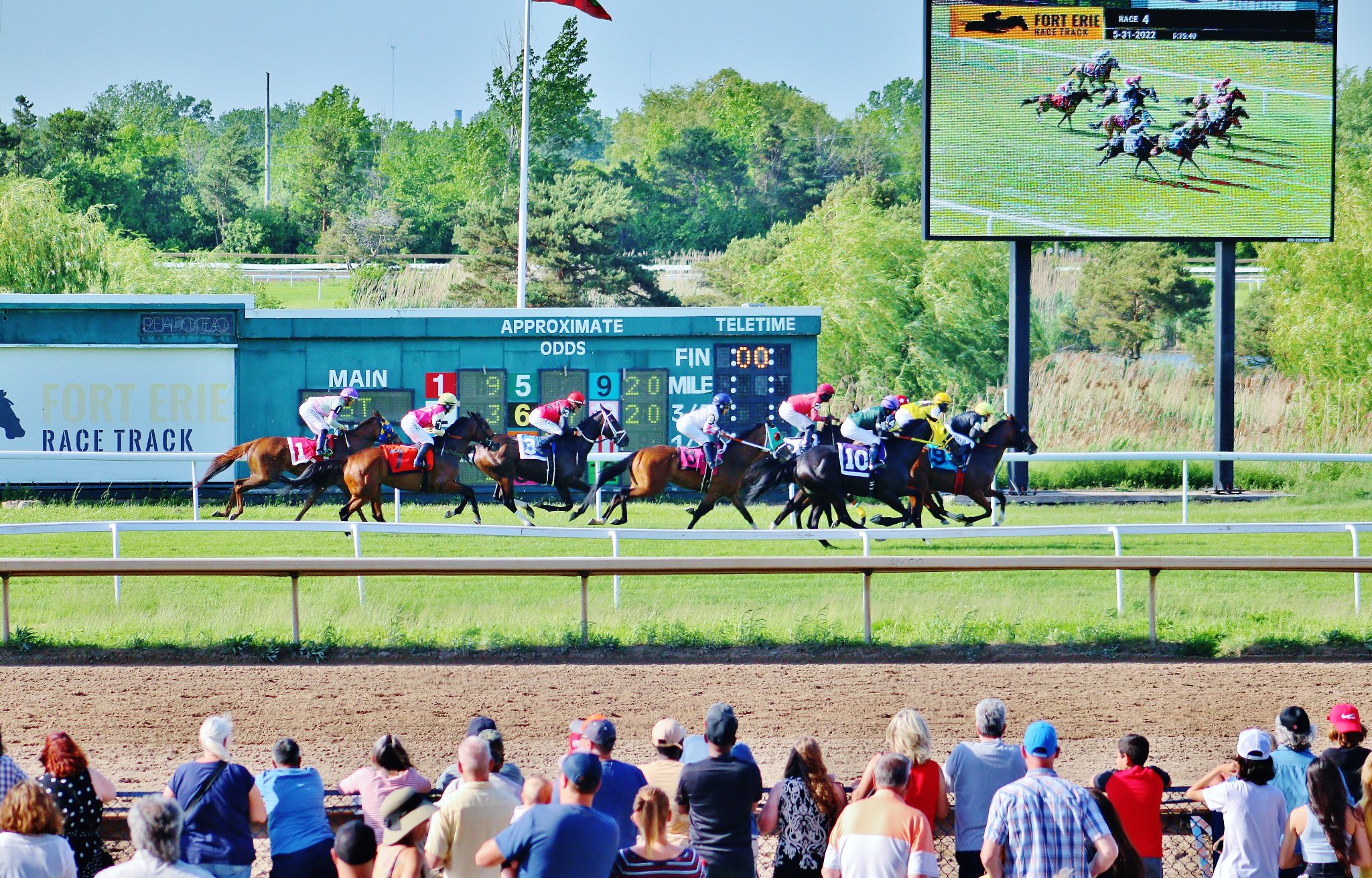 Racing on the turf at Fort Erie Racetrack